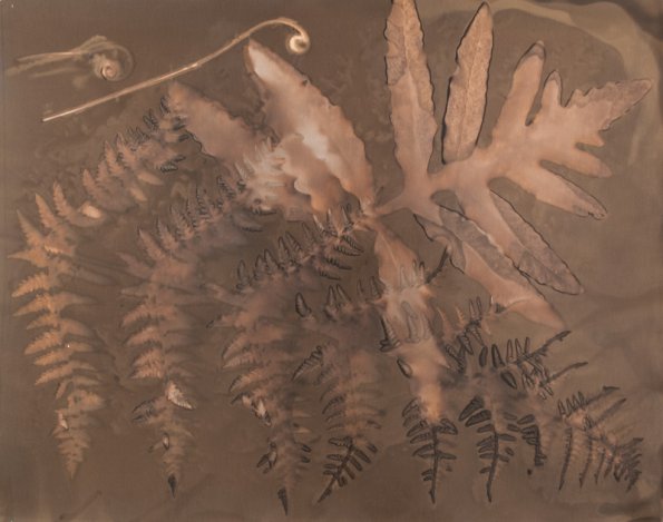 Ferns