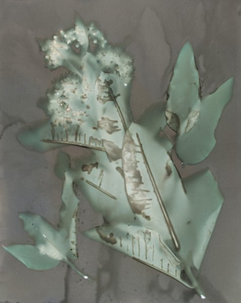 Milkweed