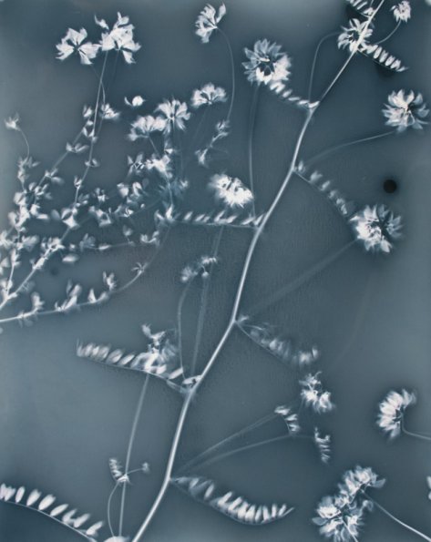 Vetch